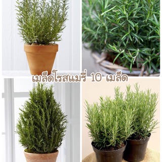 🆕เมล็ดต้นโรสแมรี่ จำนวน 10 เมล็ด++