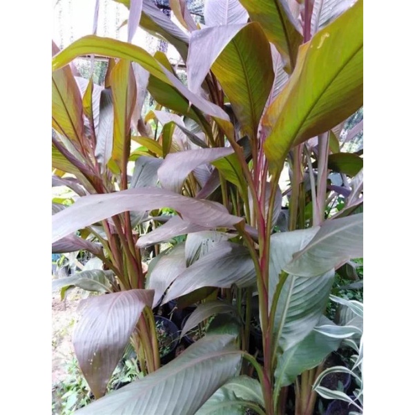 #ว่านญาณรังษี หรือ พุทธรักษาดอกสีส้ม จัดส่งพร้อมกระถาง( สั่ง 4 ต้นแถม 1 ต้น)