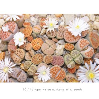 Lithops karasmontana seed 30 เมล็ด