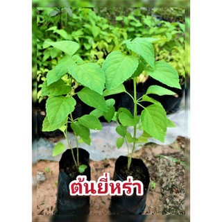 ยี่หร่า ต้นยี่หร่า  ต้นกระเพราควาย กระเพราควาย ขนาด 15-20 ซม เพาะเมล็ดแท้ๆ จากสวน