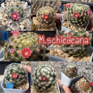 เมล็ดแมมขนนกเหลืองดอกแดง 50เมล็ด M.Schiedeana red flower seed