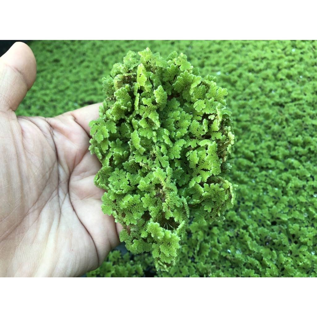 แหนแดงพันธุ์กรมวิชาการเกษตร 1กิโลกรัม (Azolla Microphylla)