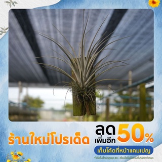 สับปะรดสี ทิลแลนเซีย พริ้งเลย์ sizeM ชุด3กอ #รากอากาศ #airplant #tillandsia #pringlei