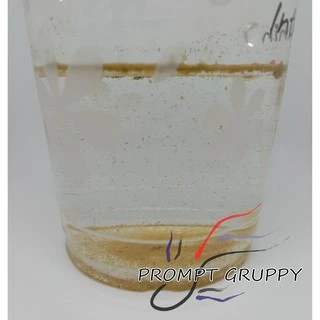 ไข่ไรนางฟ้าไทย (Fairy Shrimps) ในแคปซูลใหญ่เบอร์1 อาหารปลาสำหรับลูกปลาแรกเกิด