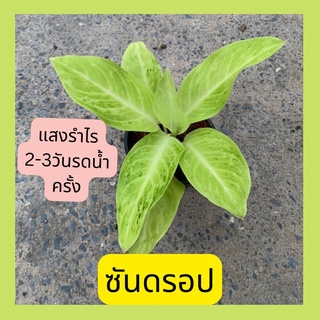 อโกลนีมา ต้นซันดรอป ต้นไม้มงคลสวยๆใบสีเหลืองทอง ส่งพร้อมกระถาง6นิ้ว