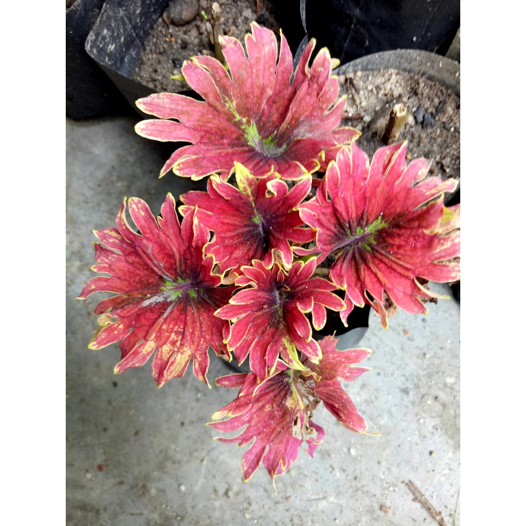 ฤาษีผสม ต้นฤาษีผสม จัดส่งแบบถุงดำ สีสรรสดใส เหมือนกับตกแต่งโต๊ะทำงาน บ้านพักอาศัย คาเฟ่
