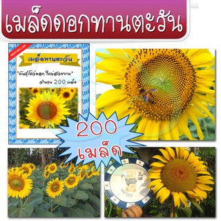 เมล็ดพันธุ์ ดอกทานตะวัน โชว์ดอกใหญ่ 200เมล็ด