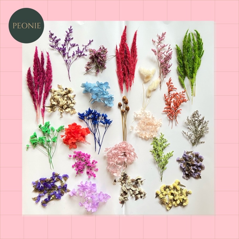 (พร้อมส่ง) ดอกไม้แห้งราคาถูก #1 ดอกไม้แห้งเก็บไว้ได้นานสำหรับตกแต่งงานศิลปะหัตถกรรม