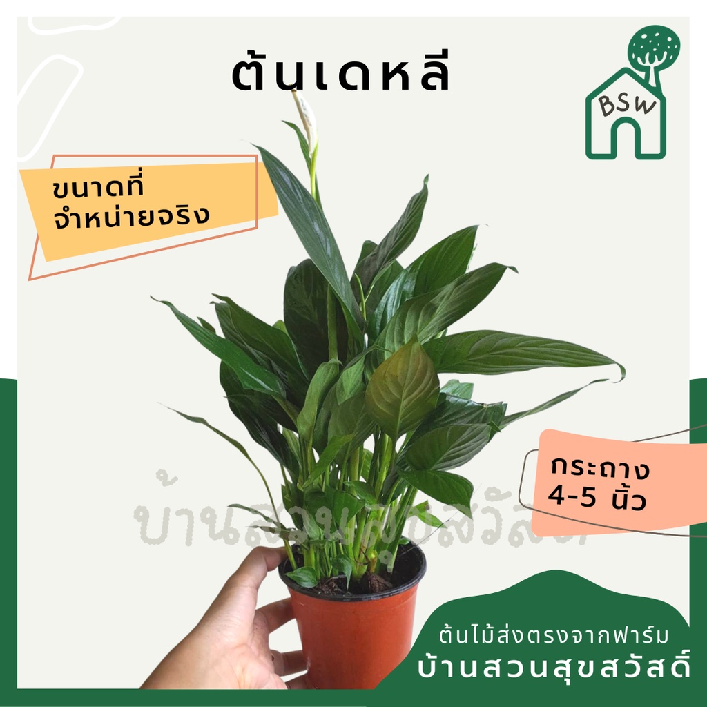 เดหลี ฟอร์มกอ กอใหญ่มาก มาในกระถางพร้อมตั้ง