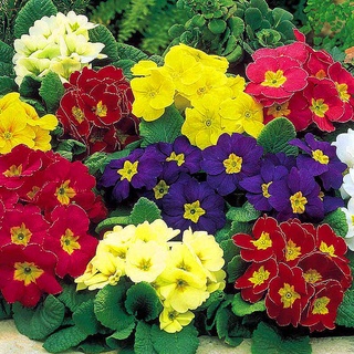 ปลูกง่าย ปลูกได้ทั่วไทย บอนสี บอนสีสวยๆ 100-150 เมล็ด Primula Flower Seeds บอนสีหายาก เมล็ดพันธุ์ ดอกสีสันสวยงาม