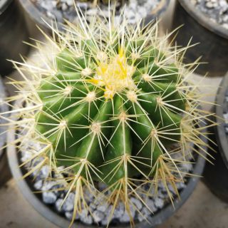 กระบองเพชร ถังทอง Echinocactus grusonii Hildm กระถาง 3.5"