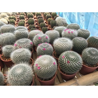 ถูก ใหม่ สายพันธุ์1แพ็ค แมมแม่เฒ่า mammillaria hahniana seeds （เมล็ดพันธุ์ โรงงาน ）1แพ็ค DMLO