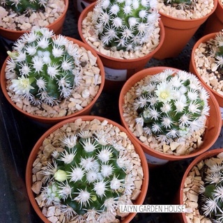 ❄️☃️สโนว์แคป (snowcap cactus) แคคตัสหนามขาว แตกหน่อเก่ง หนามนิ่ม ไม่แทงมือ น่ารักมากๆ ชอบแดดยิ่งเจอแดดหนามยิ่งขาวจ้า❄️☃️