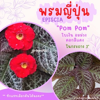 พรมญี่ปุ่น "ปอม ปอม"(Pom Pom) ดอกสีแดง ใบสีเงินอมม่วงอ่อน ในกระถาง 3 นิ้ว ค่าส่งถูก