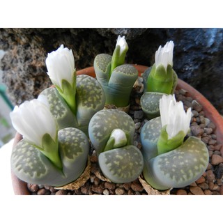 Lithops julii ssp. Fullergreen (10 seeds)