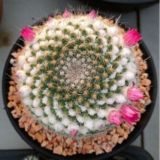 Cake Cactus Farm กระบองเพชร Mammillaria hahniana แมมฮาเนียน่า แมมแม่เฒ่า