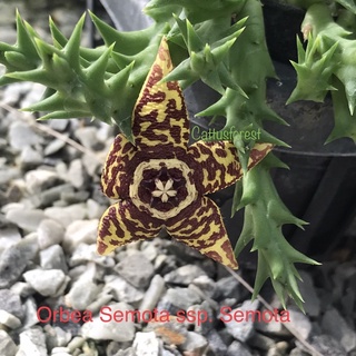 เก๋งจีนเด็ดสด Orbea semota ssp.semota