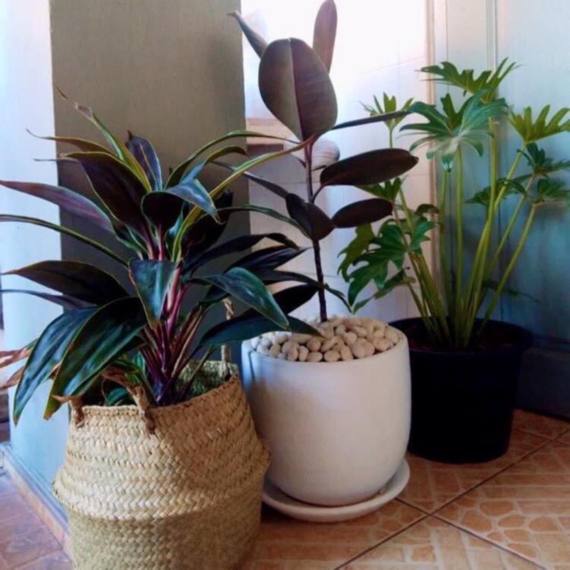 พร้อมส่ง l กระถางดินเผา สีขาวขนาด8นิ้วl 10 นิ้ว พร้อมจานรอง ( 1ชุด/1 คำสั่งซื้อนะคะ )ต้องแพคแยกกล่อง