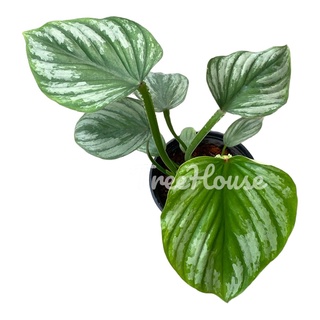 ฟิโลเดนดรอน มาเมอิ ซิลเวอร์คราวด์ (Philodendron mamei silver cloud) กระถาง 4 นิ้ว