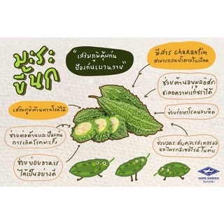 มะระขี้นก เจียไต๋ เมล็ดพันธุ์มะระขี้นก 10เมล็ด/ซอง
