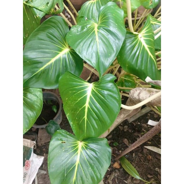 1แถม1เสน่ห์จันทร์ขาว กลิ่นหอมแรง!📌 แบ่งขายเป็นข้อตามีรากติดทุกหน่อคัดสรรหน่อที่สมบูรณ์ส่งแบบสดใหม่ทุกวันคะ📌