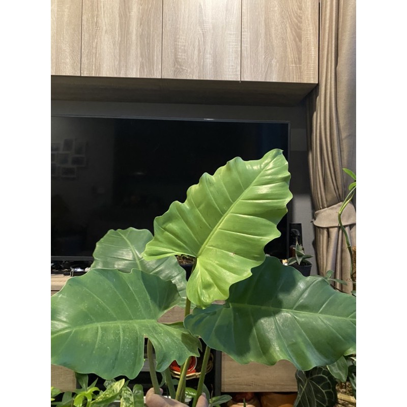 Philodendron jungle fever (snow drift variegated)
