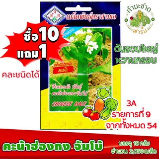 (ซื้อ10แถม1) เมล็ดพันธุ์ คะน้าฮ่องกง จัมโบ้ Chinese KALE ประมาณ 2,060เมล็ด 3A สามเอ ผักสวนครัว เมล็ดพันธุ์พืช เมล็ดผัก