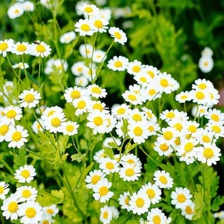 เมล็ดพันธุ์ ดอกเดซี่ สีขาว100 เมล็ด White Daisy Silver Princess Seed เมล็ดพันธุ์แท้ ปลูกง่าย ไม่กลายพันธุ์
