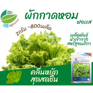 ผักกาดหอม ~800 เมล็ด (Lettuce Forest)​ ผักสลัด