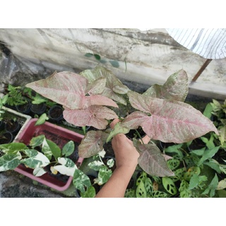 เงินไหลมาด่างชมพู Syngonium pink spot