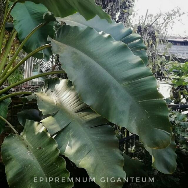 Epipremnum giganteum ระงดกล้วย