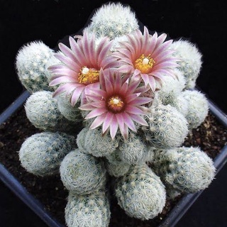 กระบองเพชร cactus เอสโคบาเรีย (Escobaria Sneedii) [ส่งทั้งกระถาง!!]