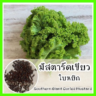 พร้อมส่ง ❗ รหัส 121 เมล็ดพันธุ์ OP แท้   มัสตาร์ดเขียวใบหยิก - Southern Giant Curled Mustard เมล็ดมัสตาร์ด เมล็ดผักกาด