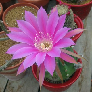 Plants Center พร้อมส่ง(duanmw)กระบองเพชร แคคตัส cactus Echinopsis Tubiflora ฟอร์มกอ7-8cm seeding มีถิ่นกำเนิดในอเมริกาใต