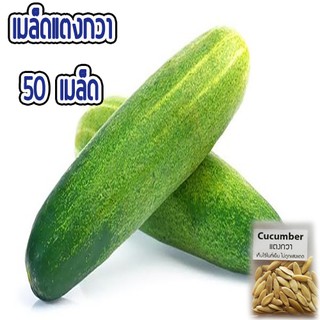 เมล็ดผัก แตงกวา พันธุ์พื้นบ้าน