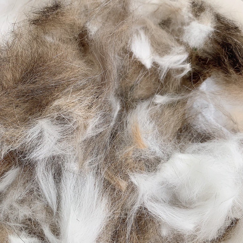 ขนแมวพันธุ์Scottish Fold เส้นเล็ก นิ่ม ติดผ้าง่ายมาก | Shopee Thailand