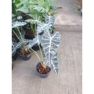 🪴ต้นแก้วสารพัดนึกตัวผู้ไม้ฟอกอาศตกแต่ง( Alocasia Bambino Arrow)