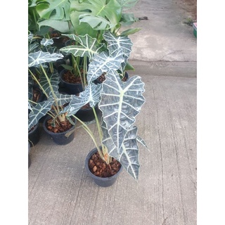 🪴ต้นแก้วสารพัดนึกตัวผู้ไม้ฟอกอาศตกแต่ง( Alocasia Bambino Arrow)