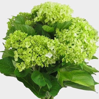 20 เมล็ด เมล็ดไฮเดรนเจีย Hydrangea Seeds สีเขียว ไฮเดรนเยียสายพันธุ์ฝรั่งเศส