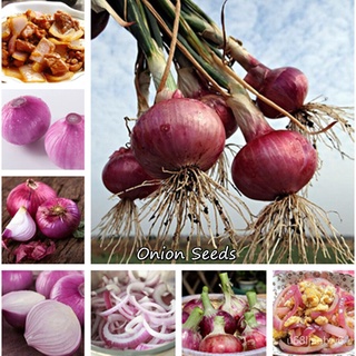 ถูก ใหม่ สายพันธุ์ของแท้ 100% พร้อมสต็อก หัวหอม Onion Seeds 200pcs ​เมล็ด เมล็ดพันธุ์ เมล็ดพันธุ์ผัก บอนไซแคระ บอนไซ  IL