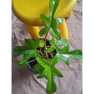 🦂โลเดนดรอน ก้ามกุ้ง 🦂 Philodendron pedatum 🍃🍃