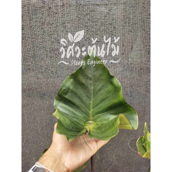 Colocasia Esculenta Coffee Cup (เริ่มหายากแล้วครับ)