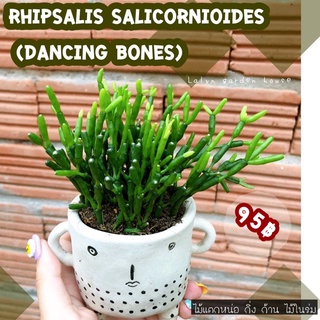 🌼🎋ไม่ที่นำโชคลาภมาให้ Rhipsalis salicornioides (Dancing Bones) ดอกสีเหลือง พร้อมส่งในกระถาง 3 นิ้ว กอแน่นๆจ้า 🎋🌼