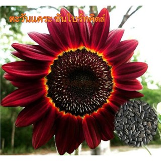 ทานตะวัน สีแดง - RED SUNFLOWER  เมล็ดพันธุ์ ทานตะวัน 10 เมล็ด