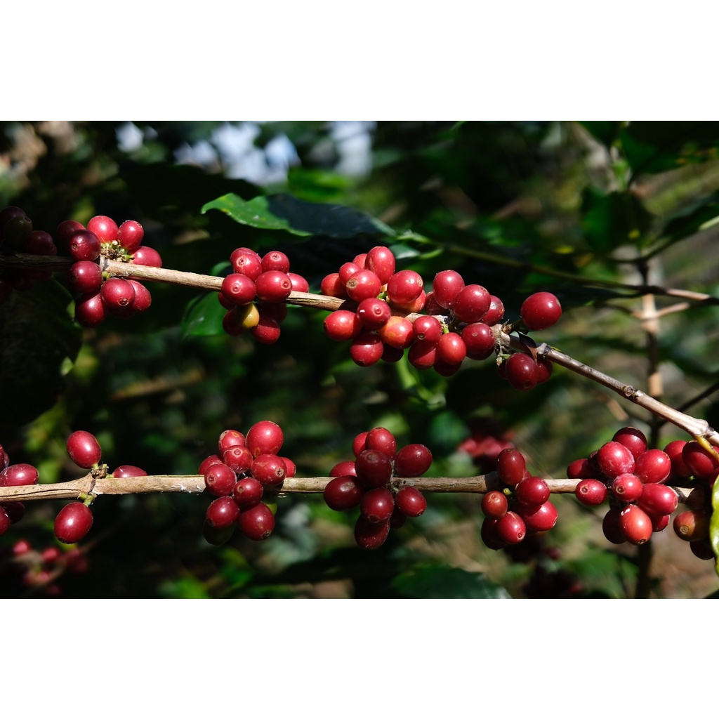 MT Honey Process ขนาด 250g. Dark Roast เมล็ดกาแฟคั่วเข้ม ดอยแม่จันใต้  คั่วเข้ม + ส่งไว คั่วใหม่ - รูปที่ 3