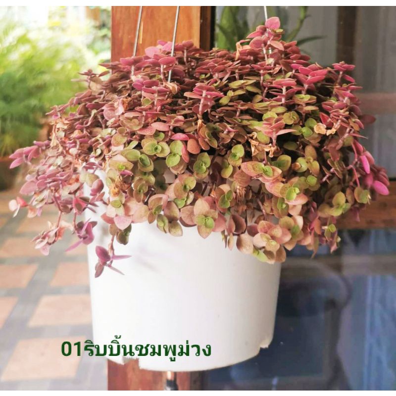 ต้นริบบิ้นชาลี กระถางขนาด 8 นิ้ว แน่นๆ