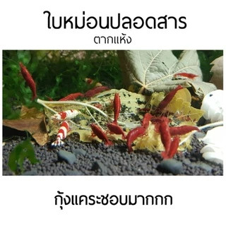 ใบหม่อนไร้สารพิษ (เต็มใบ) ตากแห้ง อาหารกุ้งแคระ ปลากินพิช ปู หอย และอื่นๆ