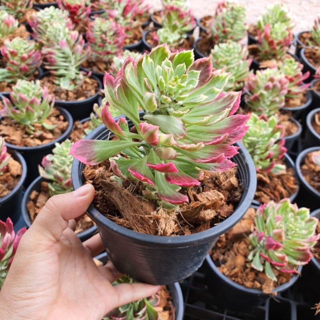 มุมมอง 2