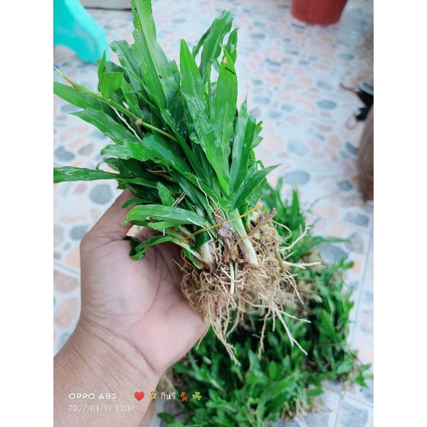 หญ้ามาเลย์ หญ้าแต่งสวน ปลูกง่าย แตกกอเร็ว ขายเป็นกำนะคะ กำล่ะ 50 ต้น