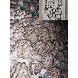 เห็ดนางฟ้าภูฐานพร้อมส่งชุด10ก้อนรับประกันออกดอกทุกก้อนพร้อมคู่มือ